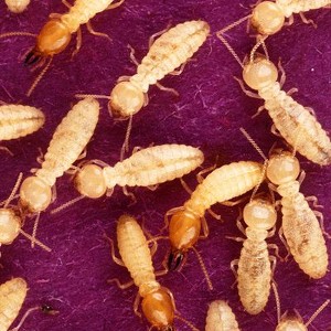 termites(1)